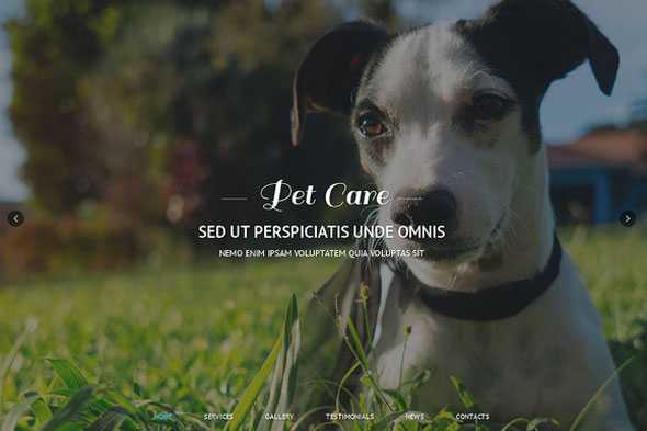 Pet Care - Creativemarket Responsive One Page Theme